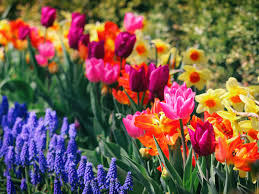 Springtime Splendor: Embracing the Beauty of the Season