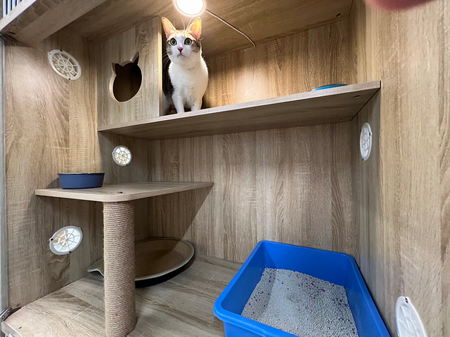 Whisker Wonderland: The Ultimate Hotel for Cats Experience